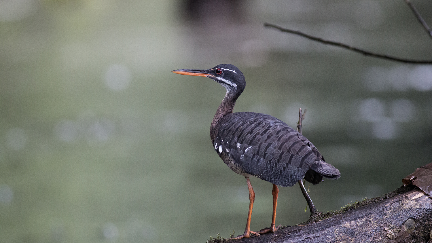 Sunbittern